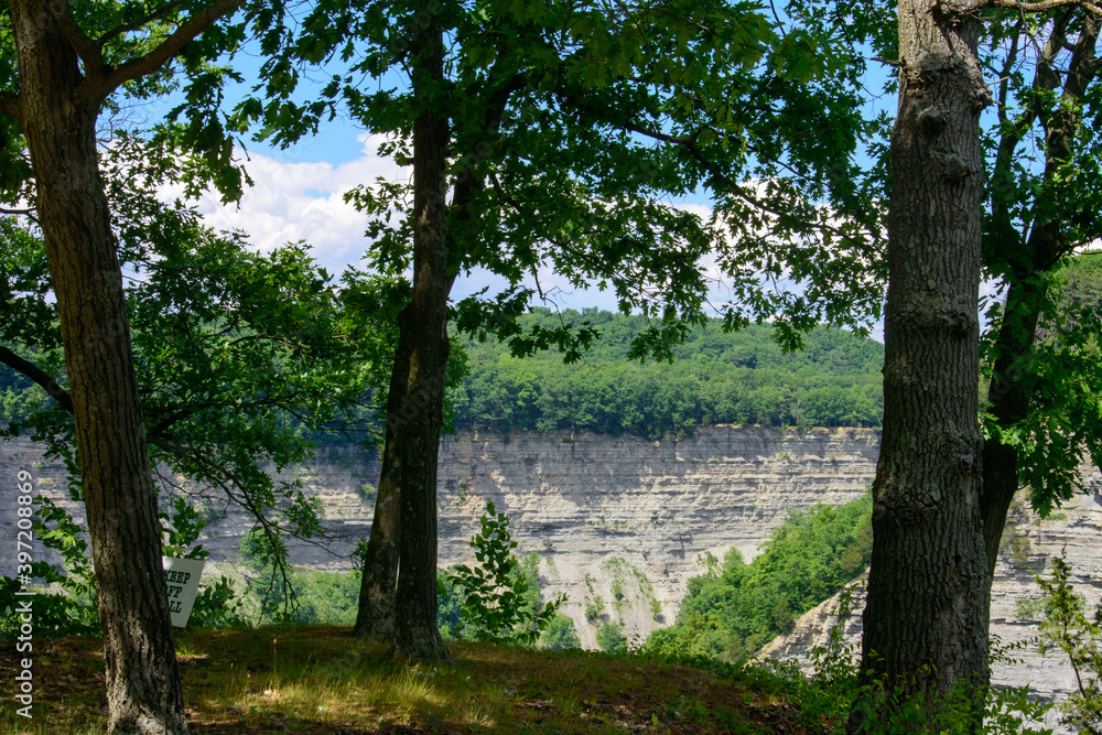 Tree foreground valley background