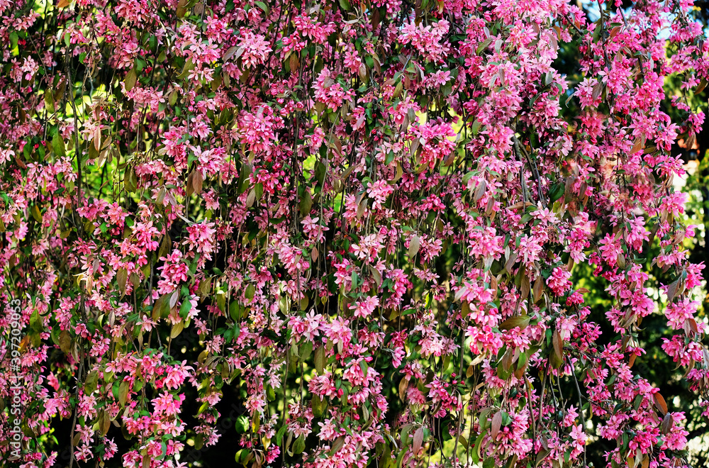 Fototapeta premium Decorative Apple tree blooming