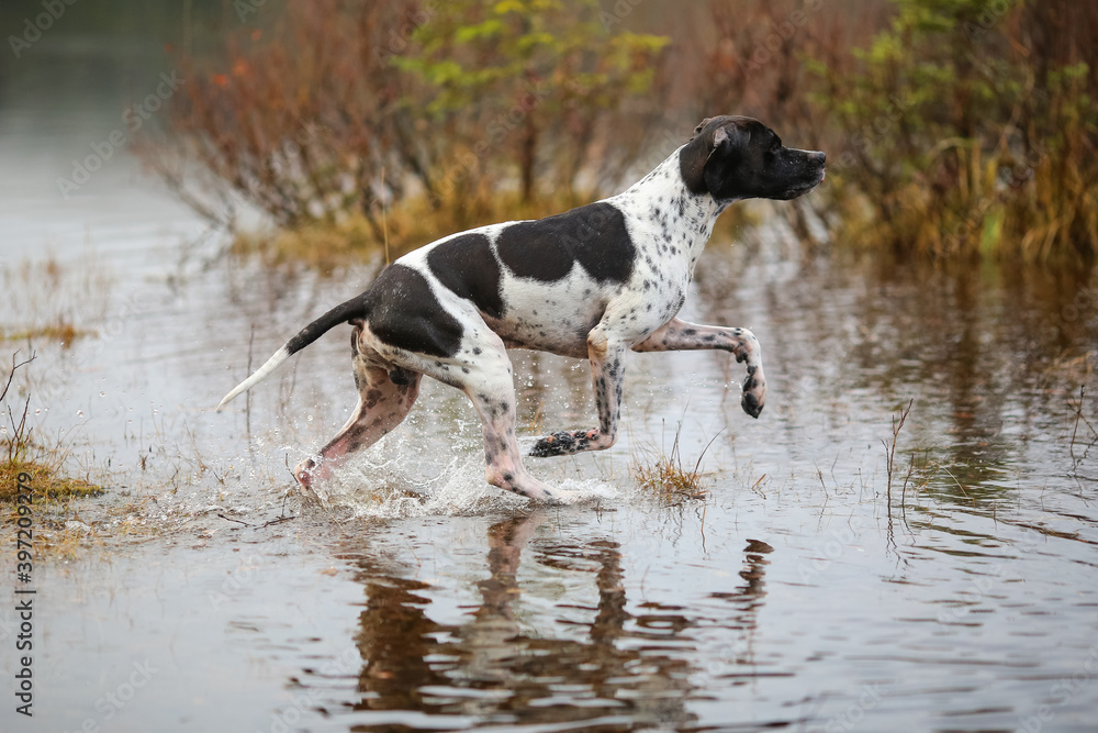 Dog english pointer