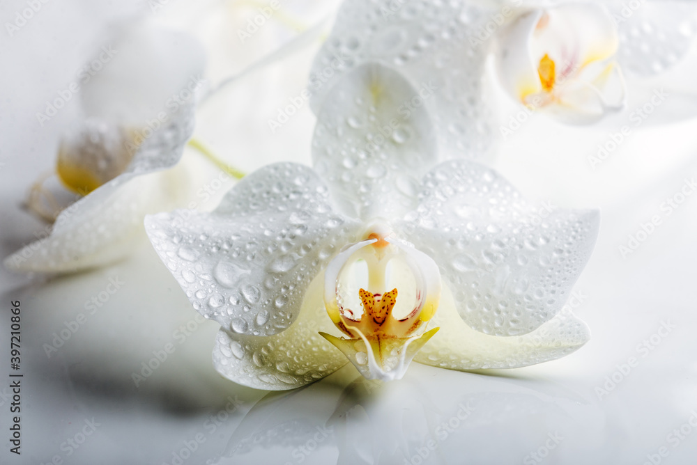 Branch of blooming white orchid on a light background. Branch of blooming white orchid on a light background.