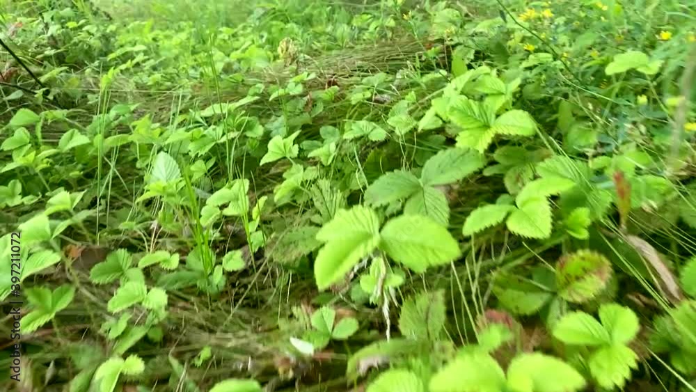 Flying in slow motion over strawberry plants and grass Flying in slow motion over strawberry plants and grass