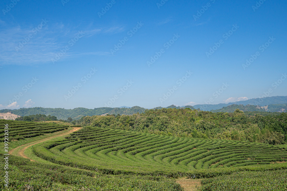 Beautiful scenic view of tea plantations with the sky and mountains background in Thailand. Space for text