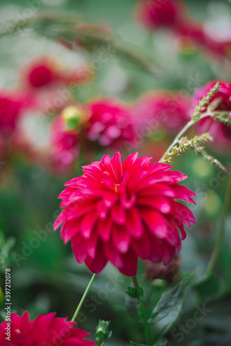 Blumen in Garten. Farben des Sommers. Rosa. Pink. Frische.