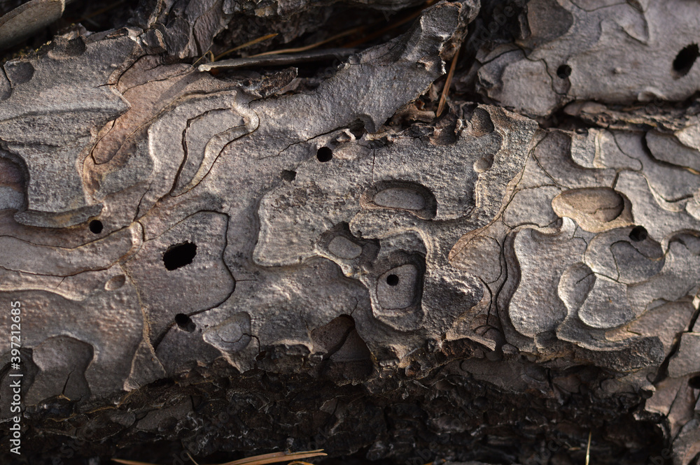 Fallen pine tree without bark. Pattern on wood. Close-up. View from above Fallen pine tree without bark. Pattern on wood. Close-up. View from above