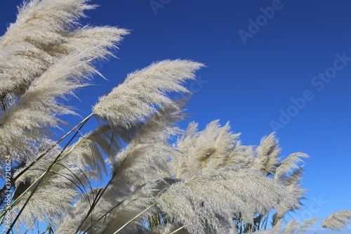 A close up view of the feathery flowers on a pampas grass plant.