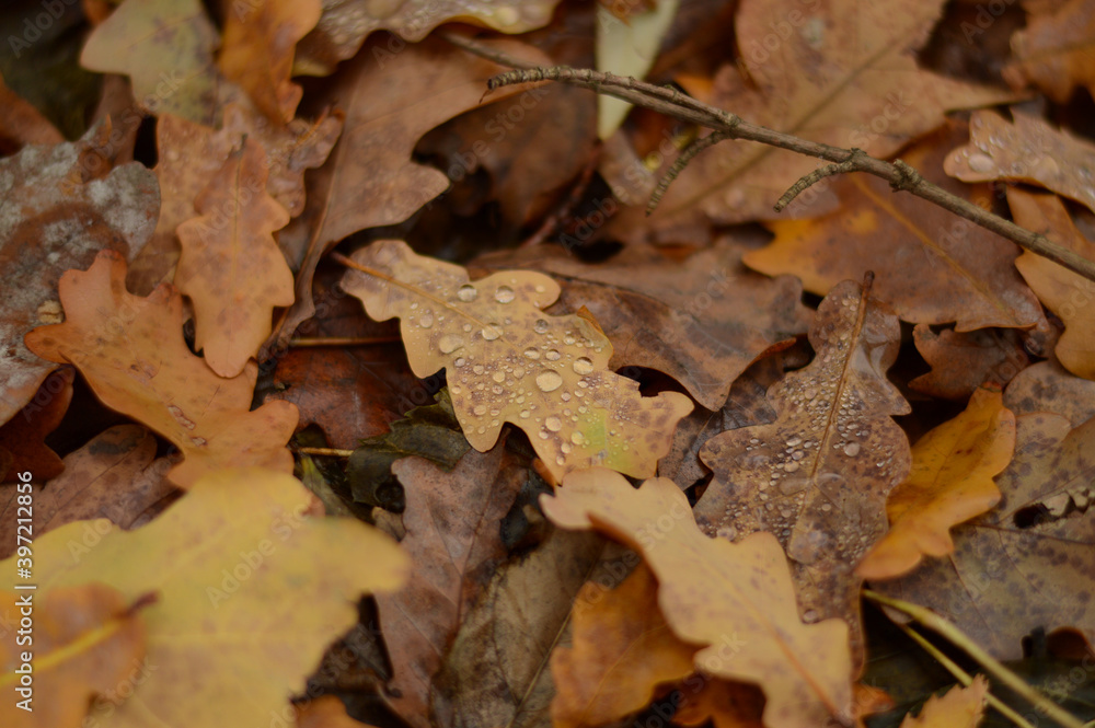 Autumn. Fallen oak leaves with dew drops in the forest on the ground