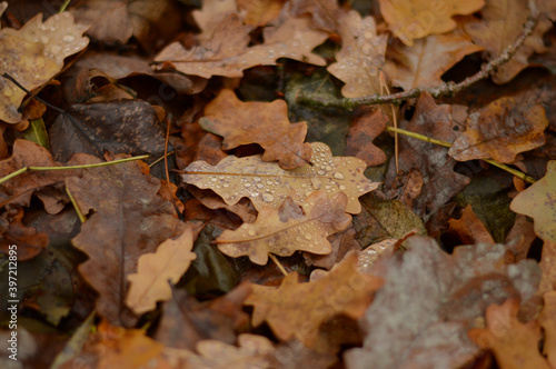Fall. Oak leaves have fallen and lie on the ground with dew drops