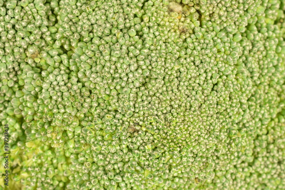 Green organic not cooked broccoli, close-up.