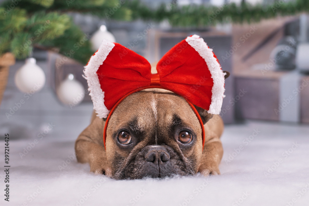 Adorable French Bulldog dog with large red Christmas head ribbon lying down under Christmas tree with baubles and gift boxes in blurry background