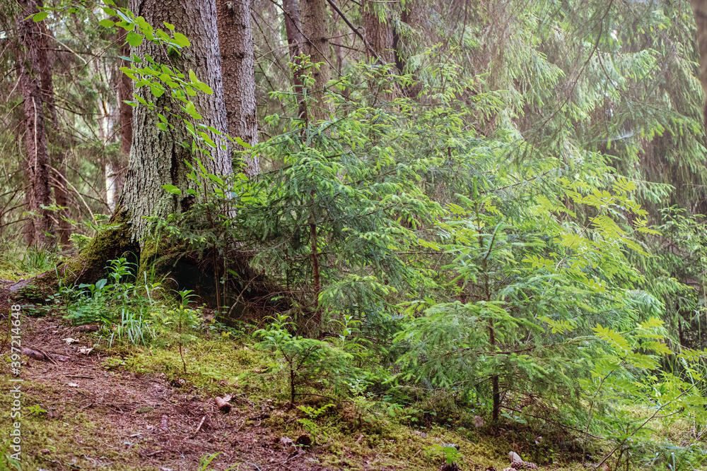 Fragment of pine and spruce forest together on high ground Fragment of pine and spruce forest together on high ground