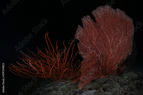 Beautiful  Soft corals of Maldivian reefs.  Gorgonians ( Sea Whip and Sea Fan). Amazing underwater world of Maldives 