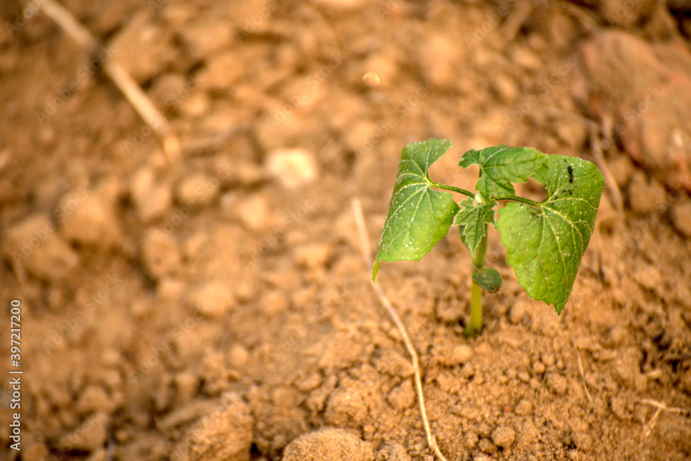 Plant growing out from fertile land. Growing young green seedling sprout in cultivated agricultural farm field. Plant growing out from fertile land. Growing young green seedling sprout in cultivated agricultural farm field.