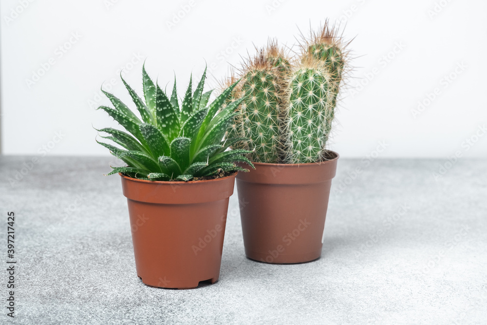 Haworthia and cactus in different pots on stone table indoor. Plant transplantation. Concept of indoor garden home Haworthia and cactus in different pots on stone table indoor. Plant transplantation. Concept of indoor garden home