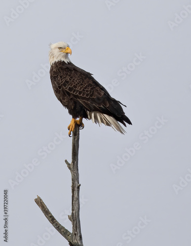 Portrait of an American bald eagle perched in a tree in Canada © Jim Cumming
