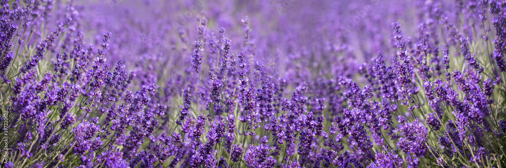 Fototapeta premium Blooming lavender, beautiful natural background, texture. Idea for a web banner