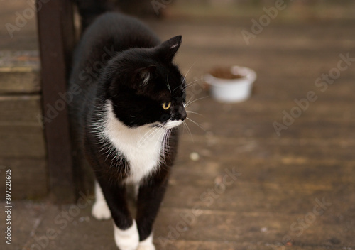 Black and white street cat on wooden rustic steps