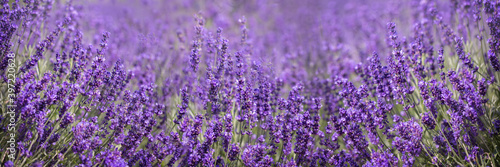 Blooming lavender, beautiful natural background, texture. Idea for a web banner © Arina B