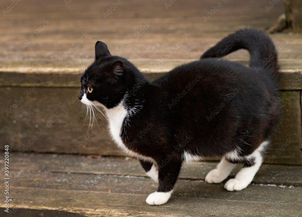 Black and white street cat on wooden rustic steps