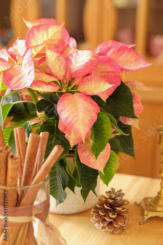 Pink poinsettia (Christmas star) in focus. Cinnamon sticks and cones photo