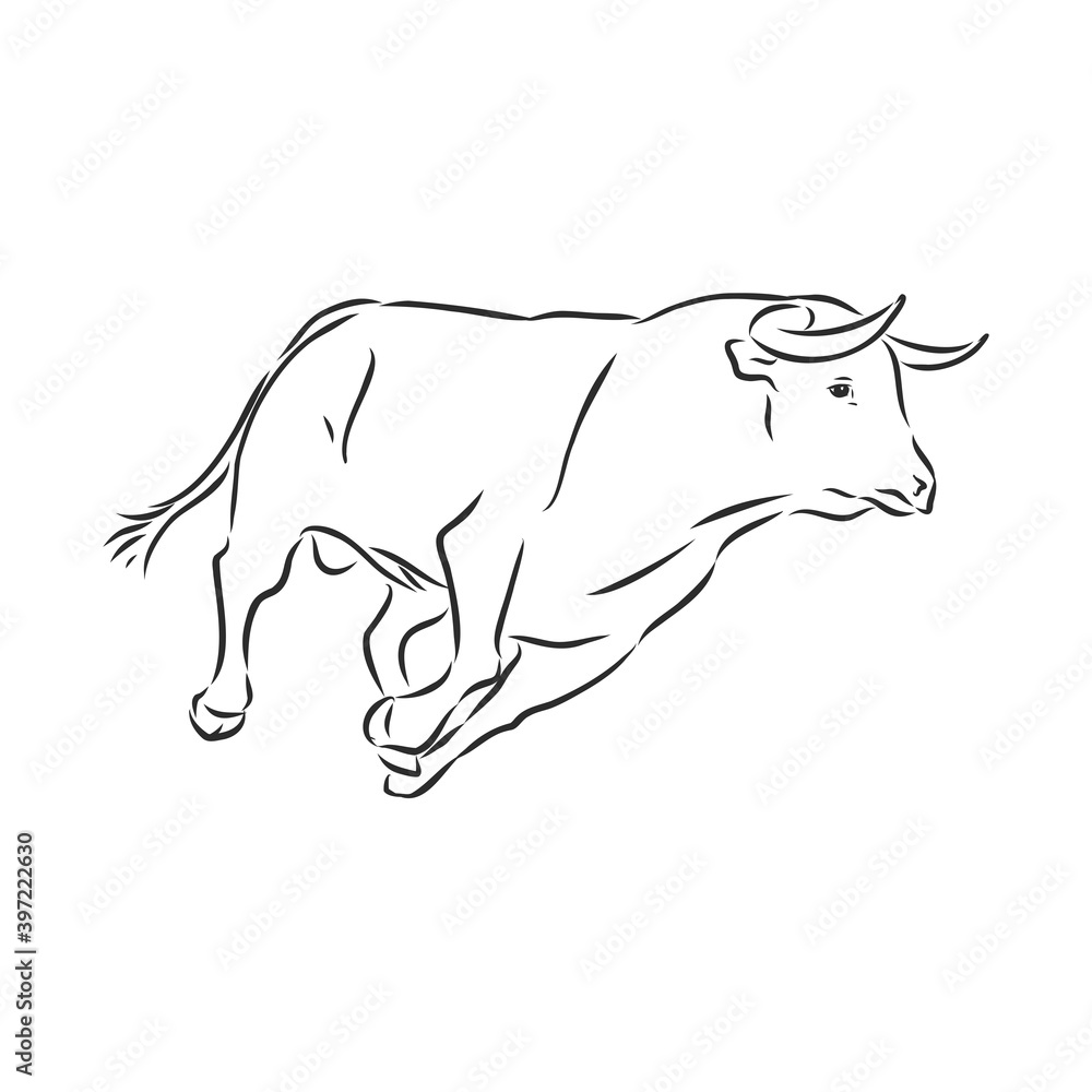 black and white linear paint draw bull vector illustration. bull vector sketch illustration black and white linear paint draw bull vector illustration. bull vector sketch illustration