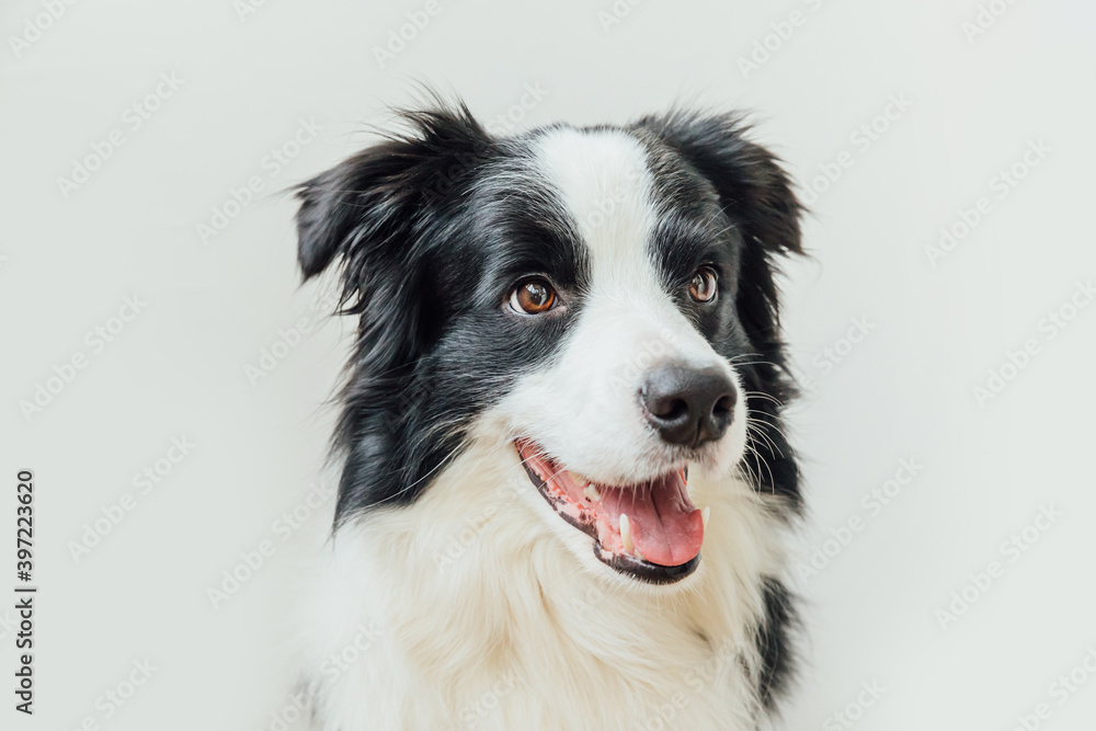 Funny studio portrait of cute smiling puppy dog border collie isolated on white background. New lovely member of family little dog gazing and waiting for reward. Pet care and animals concept.