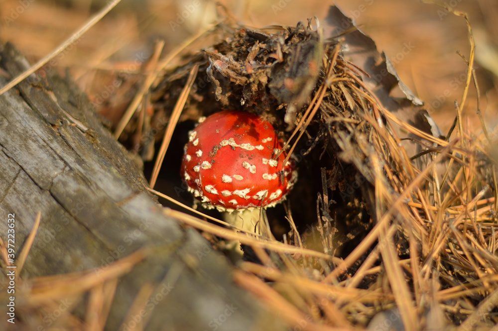 Amanita mushroom young in the autumn forest. Poisonous bright red mushroom sprinkled with pine needles. Close-up. Wallpaper. Amanita mushroom young in the autumn forest. Poisonous bright red mushroom sprinkled with pine needles. Close-up. Wallpaper.