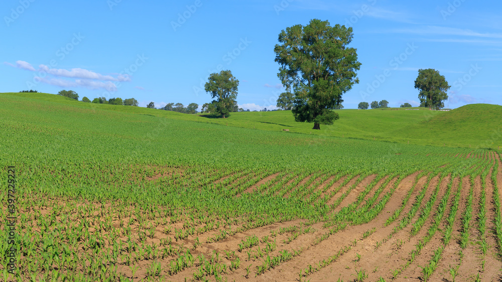 Young corn plants growing in rows on rolling farmland