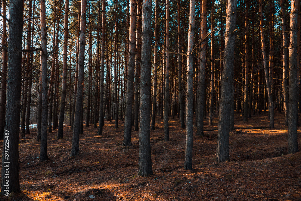 Fototapeta premium Dark pine forest in late autumn morning. Forest view. Selective focus.