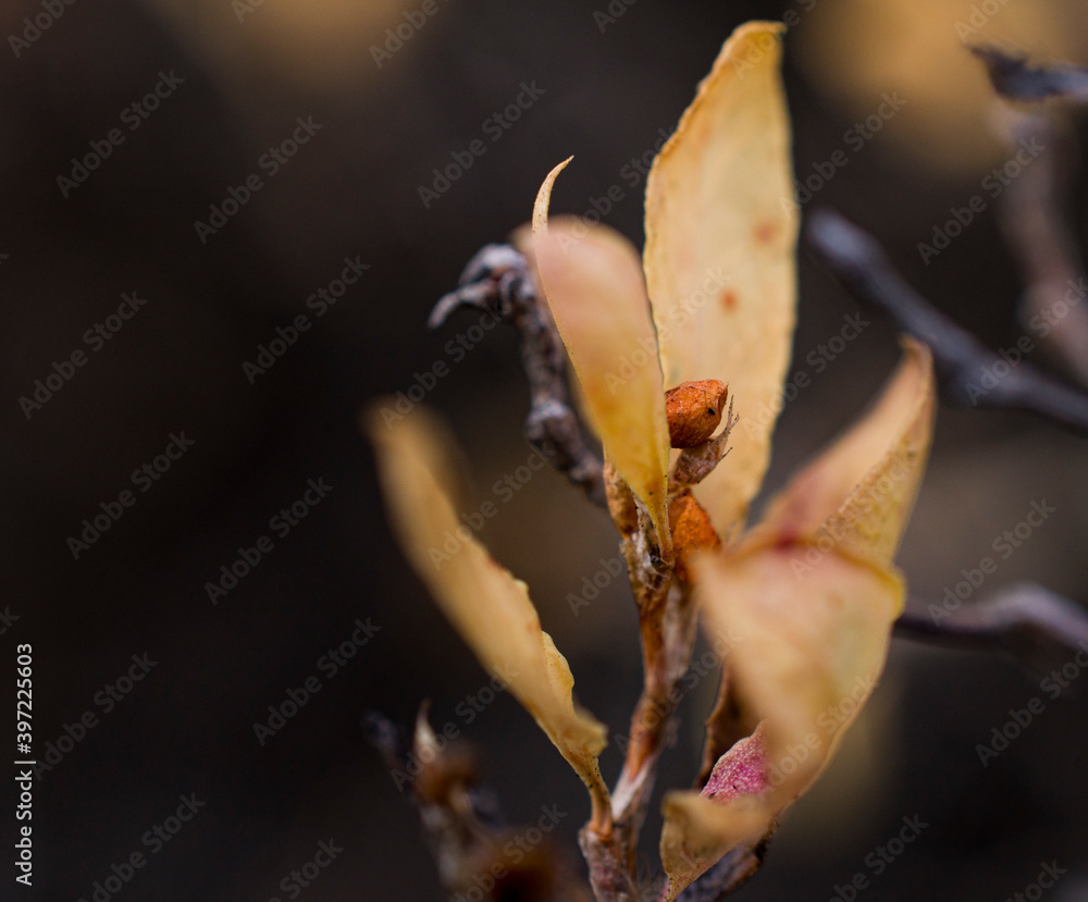 fiery yellow-red dry buds of the plant have dried up from frost and flaunt in the cold on an autumn evening fiery yellow-red dry buds of the plant have dried up from frost and flaunt in the cold on an autumn evening