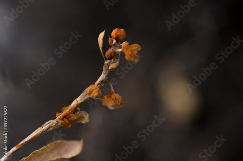 fiery yellow-red dry buds of the plant have dried up from frost and flaunt in the cold