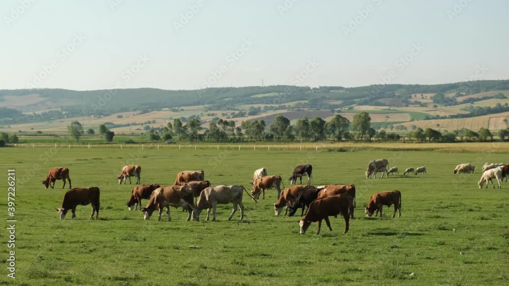 Cows and sheeps grazing fresh green grass on the field. Herd of dairy cattle in the countryside. Farm animals grazing on green meadows. Cows and sheeps grazing fresh green grass on the field. Herd of dairy cattle in the countryside. Farm animals grazing on green meadows.