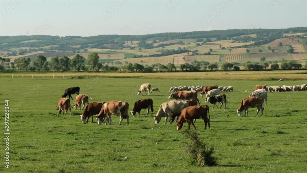 Cows and sheeps grazing fresh green grass on the field. Herd of dairy cattle in the countryside. Farm animals grazing on green meadows. Cows and sheeps grazing fresh green grass on the field. Herd of dairy cattle in the countryside. Farm animals grazing on green meadows.