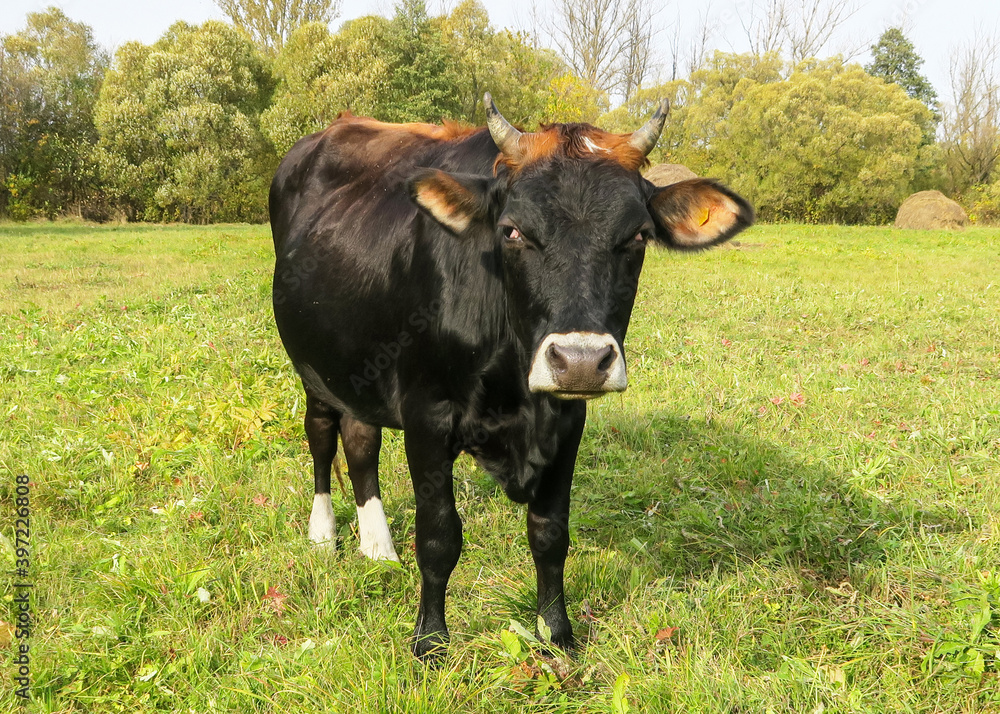 Black breeding bull on a green meadow. A shot of a spotted bull with a white head. Close-up of a cow in its natural habitat. Black breeding bull on a green meadow. A shot of a spotted bull with a white head. Close-up of a cow in its natural habitat.