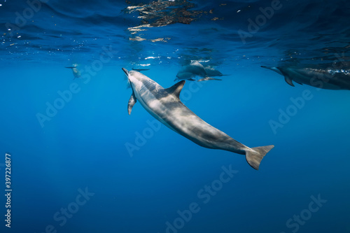 Family of dolphins in ocean ocean. Dolphins in underwater