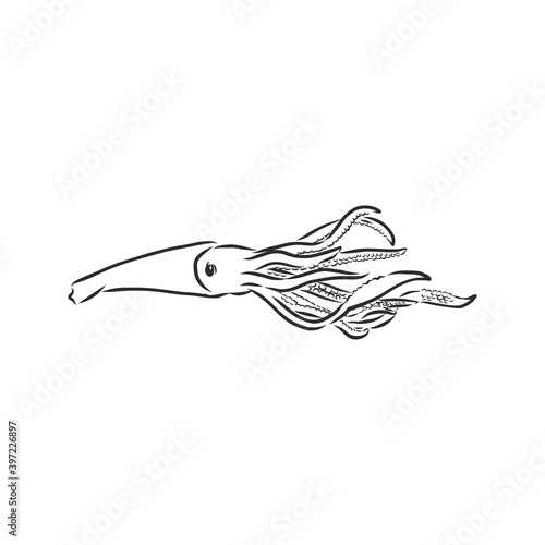 Squid. Vector isolated illustration. Ink. Hand drawn, squid vector sketch illustration