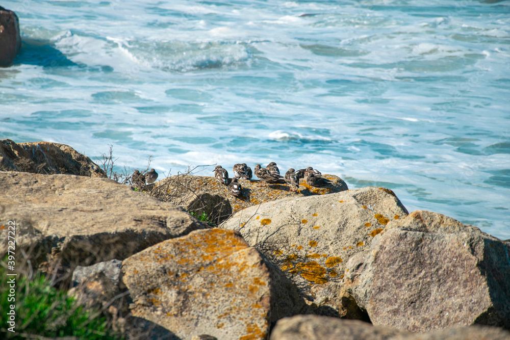 A flock of birds on the rocks. The Atlantic Ocean in the background. Matosinhos in Porto, Portugal. Ocean side in Portugal