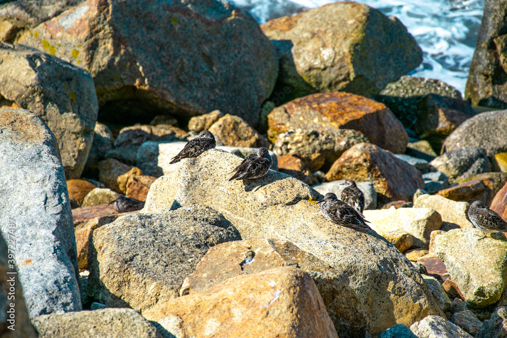 A flock of birds on the rocks. The Atlantic Ocean in the background. Matosinhos in Porto, Portugal. Ocean side in Portugal