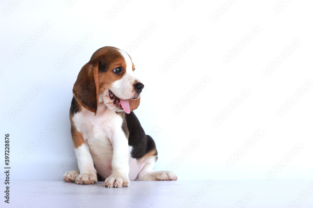 Beagle puppy on white background with copy space for text.