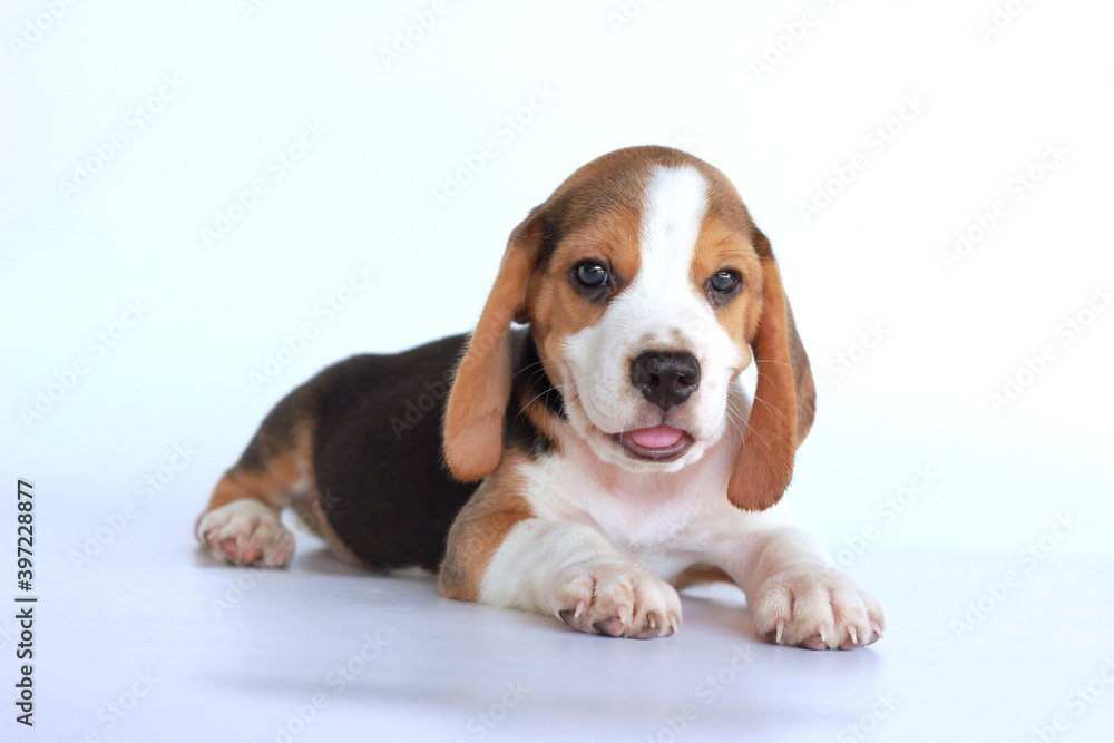 Adorable beagle puppy on white background.