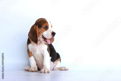 Beagle puppy on white background with copy space for text.
