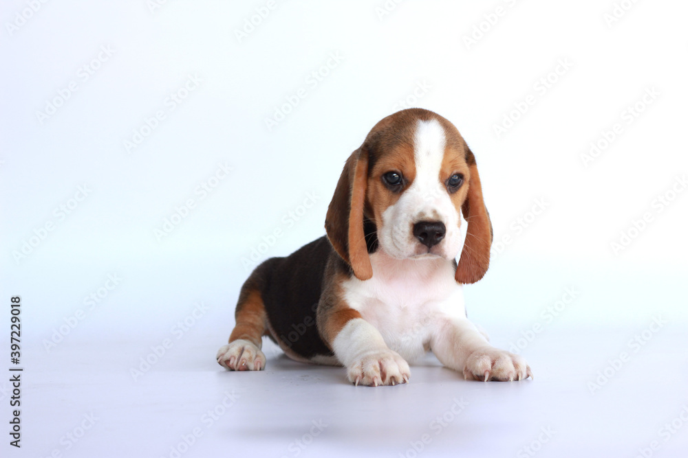 Cute dog on white background and looking forward. Picture have copy space for text or advertisement.
