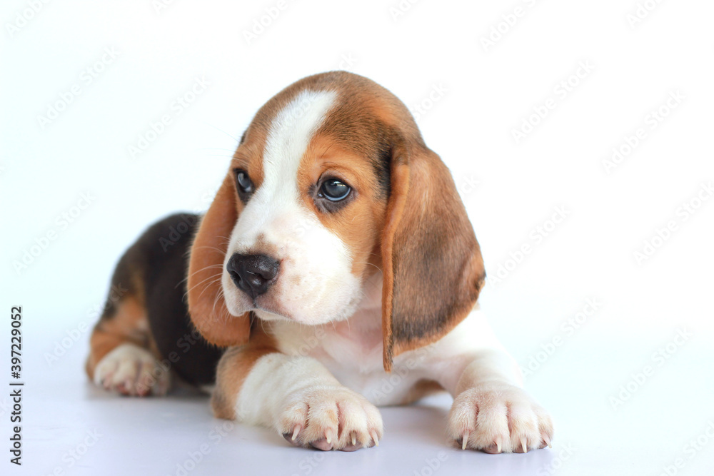 Cute beagle dog looking left side on white background.