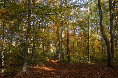 The "Dresdner Heide" in autumn. The Dresden Heath is a large forest in the city and an important recreation area.