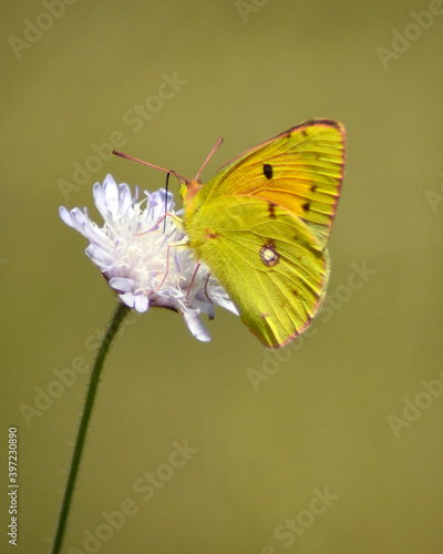 A bright yellow butterfly on a small white flower, with green foliage in soft focus at the background.