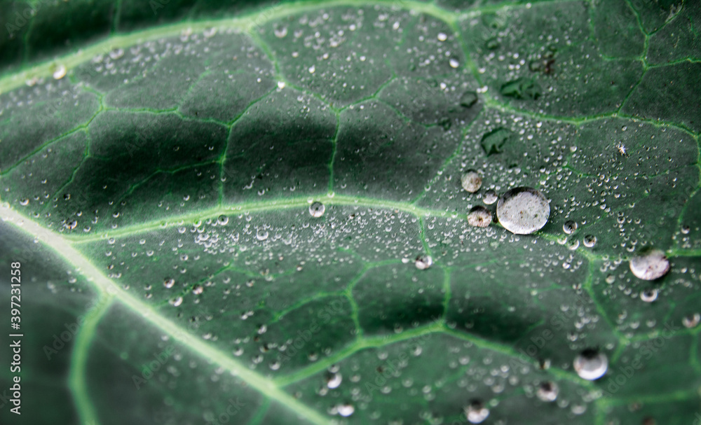 water drops on cabbage leaf water drops on cabbage leaf