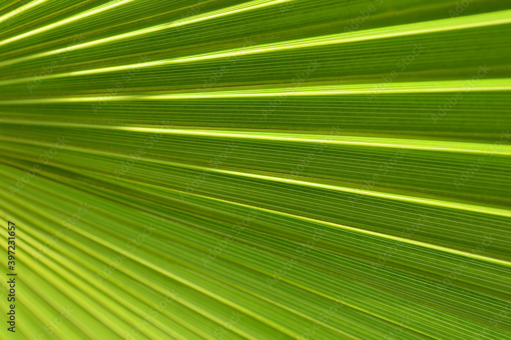 Australian fan palm Australian fan palm