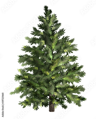 Green spruce. Christmas tree. Realistic pine tree.