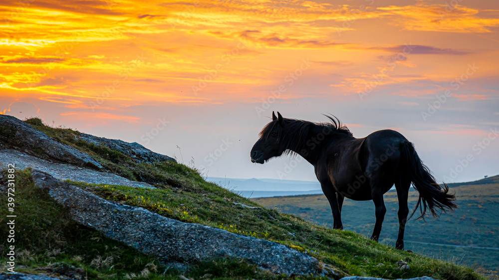 Φωτογραφία Ponies of Dartmoor National Park, a vast moorland in the county of Devon, in sou