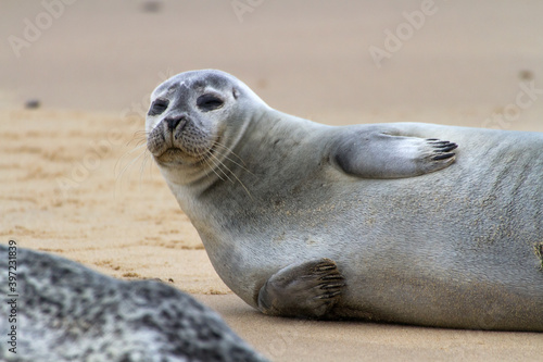 Grey Seal (Halichoerus grypus), also known as Gray, Atlantic and Horsehead Seal, ashore to breed and raise their new born pups in the autumn, seen here at Horsey in Norfolk, England. © Kevin