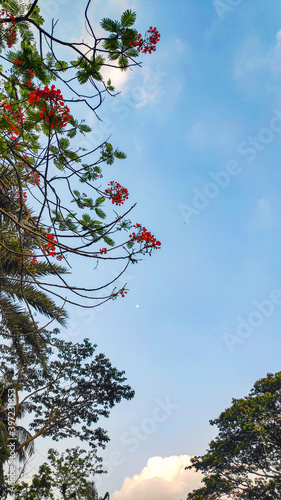 Red flower with blue sky 